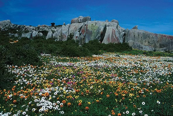 The Splendor of West Coast Flowers