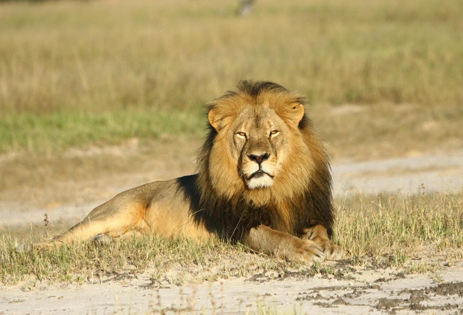 Experience the Wild Side of Africa