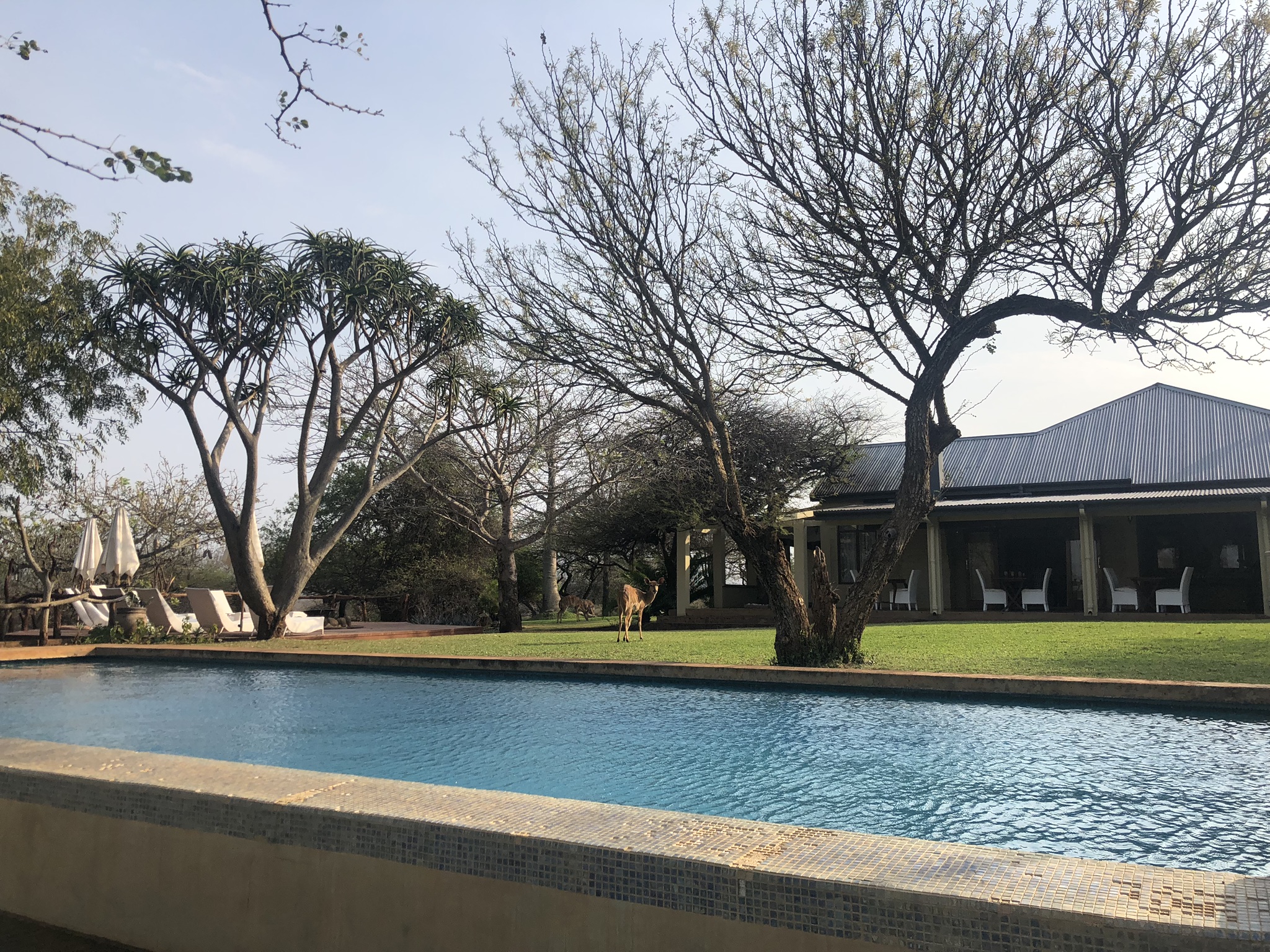 Opening of AfriCamps at White Elephant Safaris