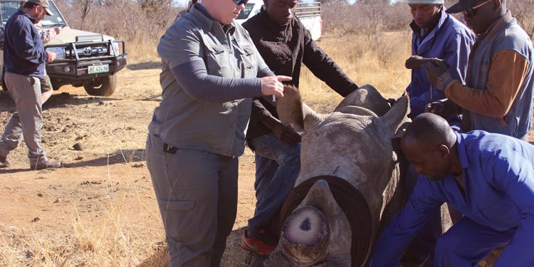 Coronavirus in Africa: Reversing 30 years of Wildlife Conservation Gains?