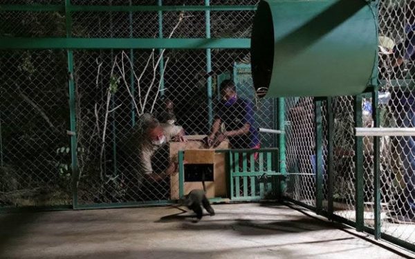 Rescued Monkeys arrive at J.A.C.K. Sanctuary, a Pan African Sanctuary Alliance Member