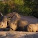 Walking with Rhino – Too close for comfort!