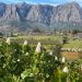 Visit Stellenbosch Launches Wine Walks to Support Local Entrepreneurs