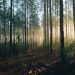 African union urged to address the threat of congo forest logging driving extreme weather across sub-saharan africa