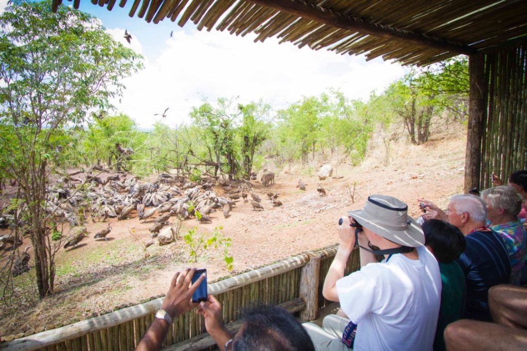 Nomad Africa Vulture Conservation