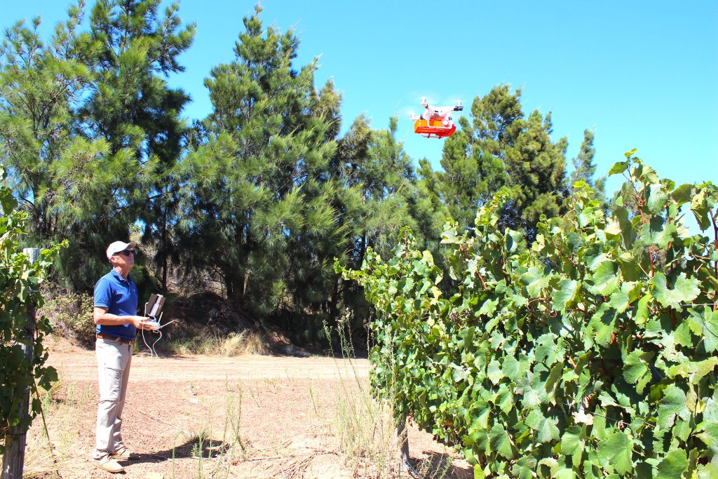 Vergelegen Utilizes DroneDelivered Beneficial Insects to Tackle