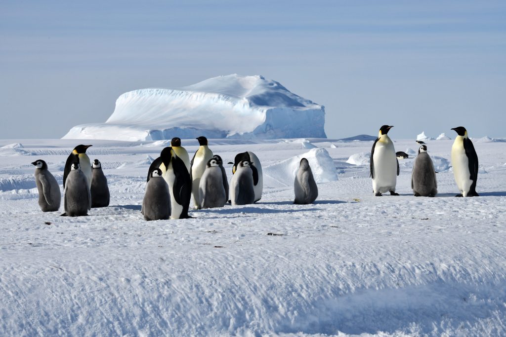 Ultima Emperor Penguins Nomad Africa