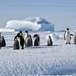 Ultima Emperor Penguins Nomad Africa