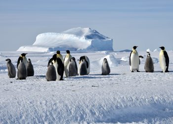 Ultima Emperor Penguins Nomad Africa