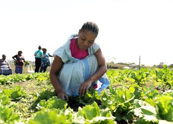 Small-Scale Farmers Play a Critical Role in Creating Food Security & Economic Sustainability – Nicole Ras