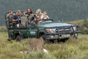 Cheetah Sighting Nomad Africa