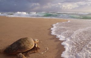 Thonga Beach Lodge Nomad Mag