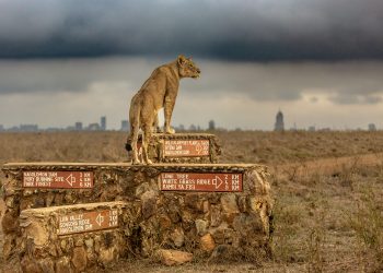 Tribe Hotel: Where the City Meets the Wild