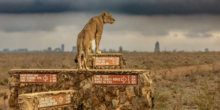 Tribe Hotel: Where the City Meets the Wild